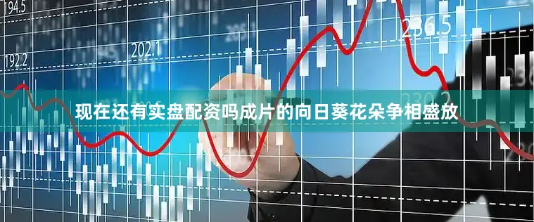 现在还有实盘配资吗成片的向日葵花朵争相盛放